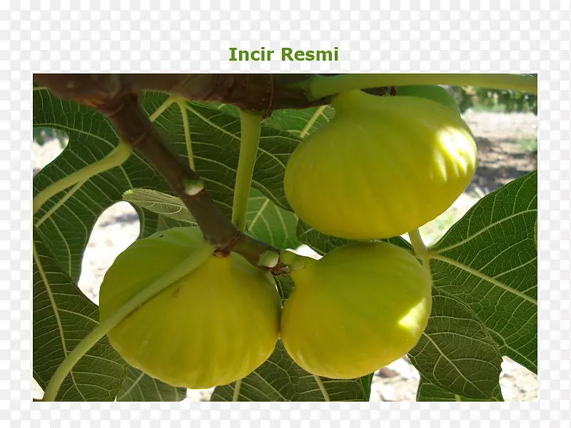 ��ͨ�޻���?n kestel��nazilli buharkent auglis-ficus carica-������