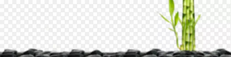 ����ϵֲ�ﾥ����-������