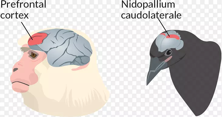 �鳤���������nidopallium��������ѧ-������