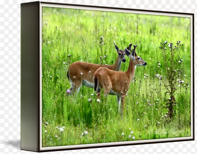 ¹��Ұ���������½������-��¹-������