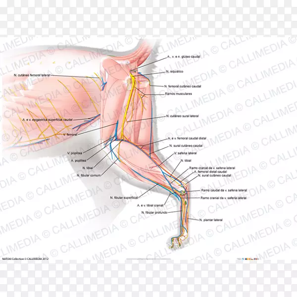 ָ�񾭼���Ѫ����ϵͳ�ֱ�-������