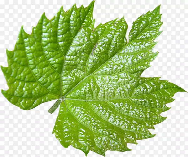 Ҷ����Ҷ����������ͼ��-Ҷ-������