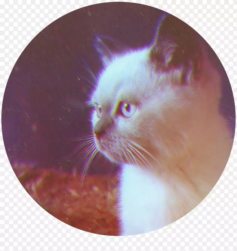 ����Сè����Сè-������