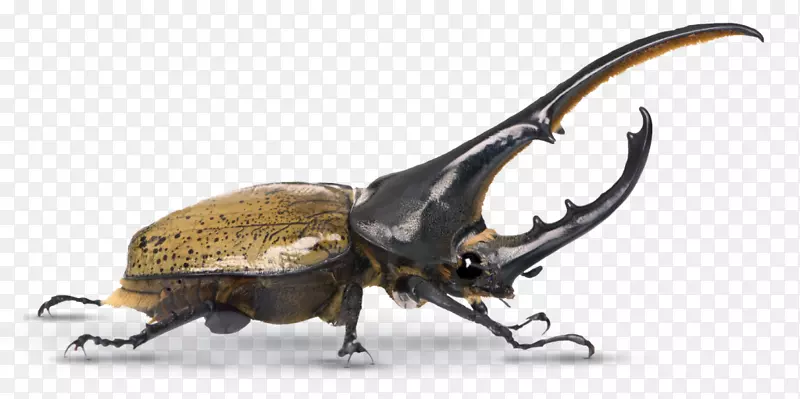 ������׳�Ϭţ�׳�ͼ����Ӱ-�׳�-������