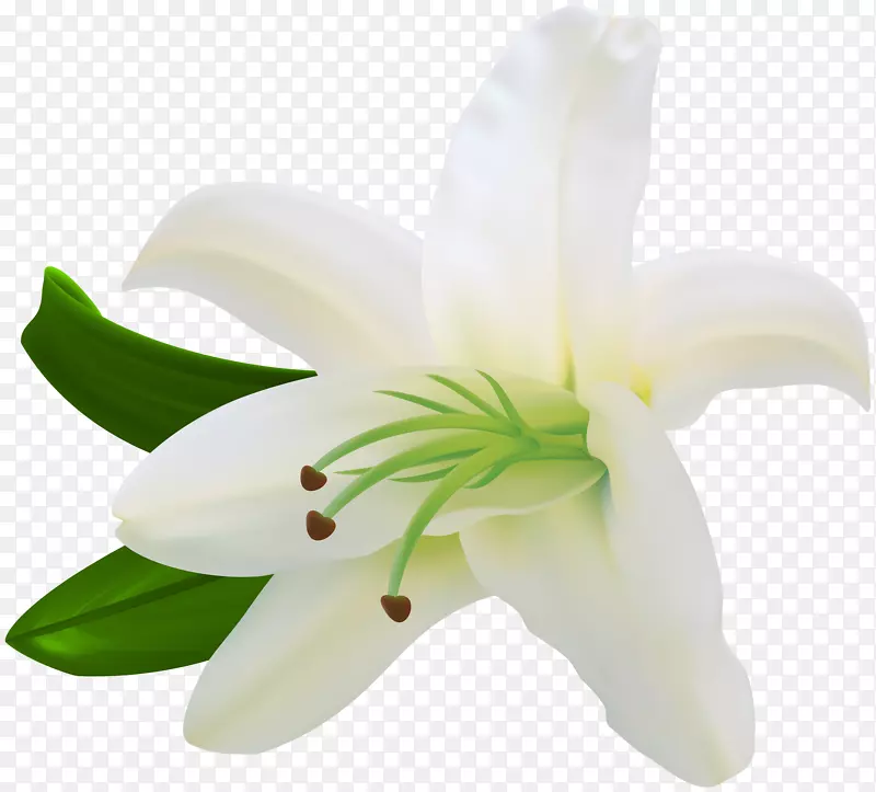 �ٺϻ�����-��ɫ�ٺ�͸��������-������