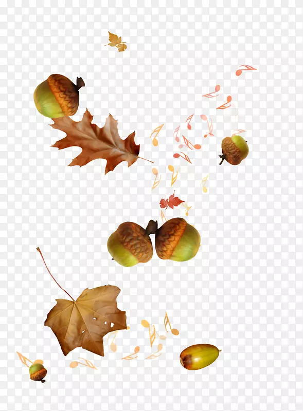 �＾��������-��׶��Ҷ�ʼ�-������