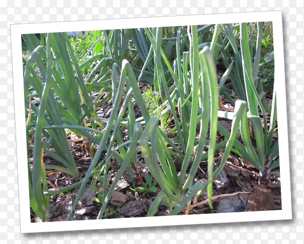 ���ֲ�ﾥ��������-������