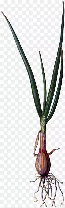 �ݡ�����Ҷ���������-Ҷ-������