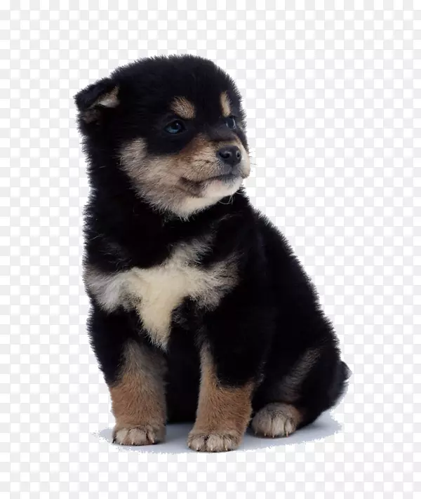 ��Ȯ�������ǹ�ʿ��Ĵ�����ţȮ�����޿�����ʿ�Ƽ�-С��-������