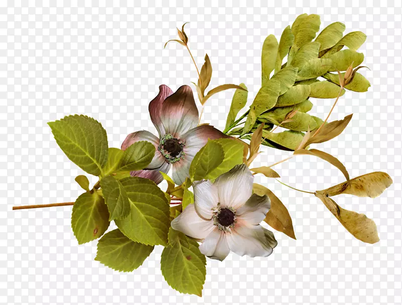 ��Ӱ��ƬͼƬ��pngͼƬ����-������