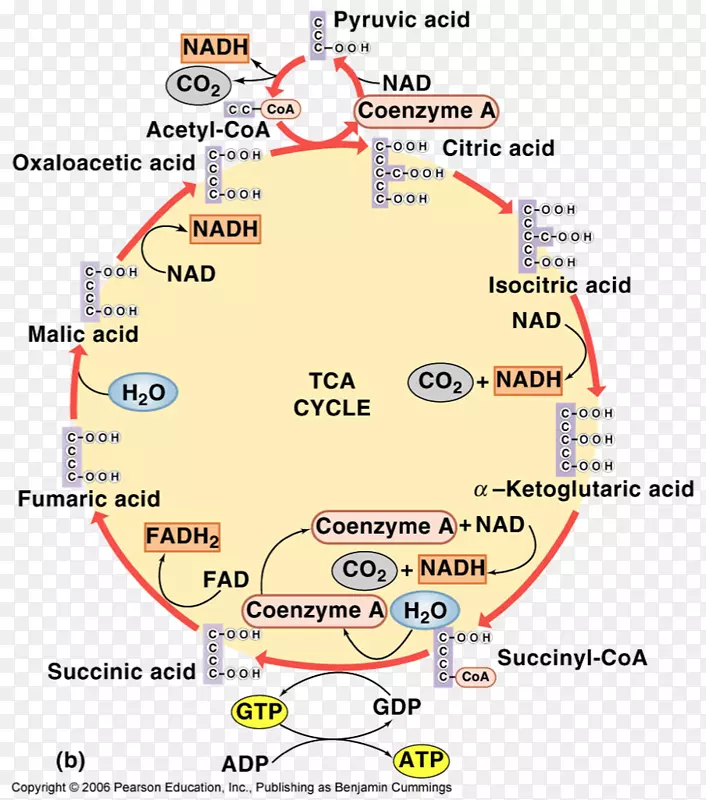 �ߵ��ͼ-��-������