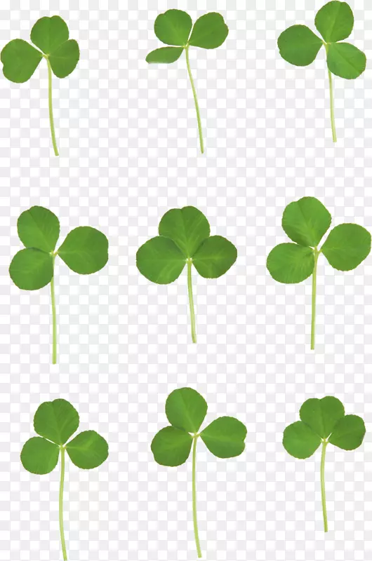 ��Ҷ�ݼ�����-��Ҷ��PNGͼ��-������