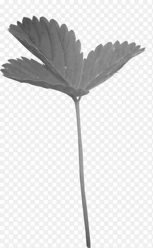 ��ݮ���͵���Ҷ-��ɫ��ݮҶ-������