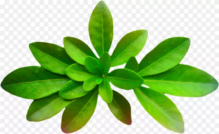 Ҷ���ͼ�����-Ҷ-������