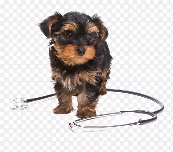 Լ�˿�С��Ȯ-������