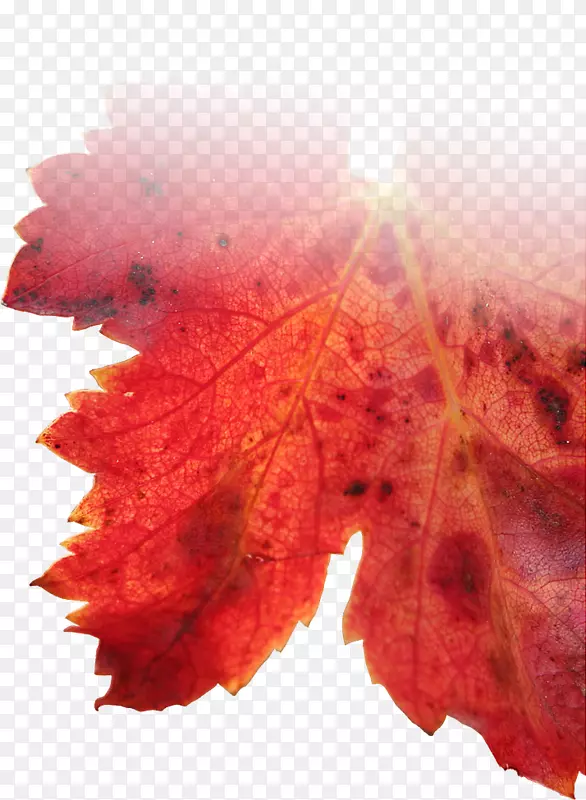 �ϻ������ϰĴ��������Ѿ�Shiraz Flurieu�뵺��˹��-���Ѿ�Ҷ-������