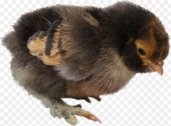 ����๼���ʳ��-����ڼ�-������