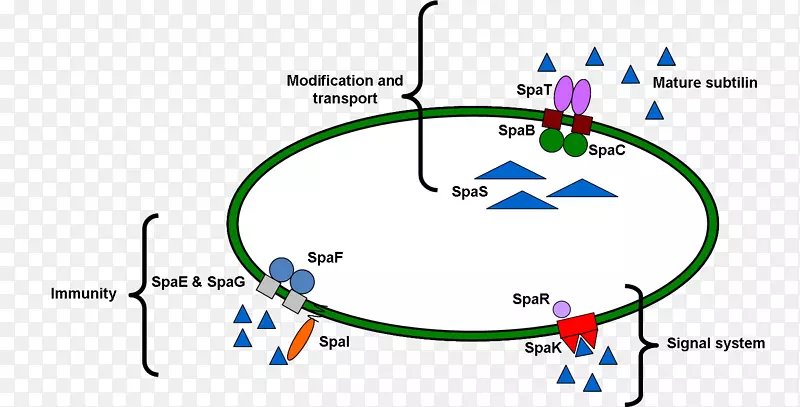 Ŧ��˹�������ѿ�߸˾��������ء��������Ⱥ���Ӧ-������