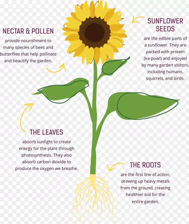 ��ͨ�������л����տ�԰-������