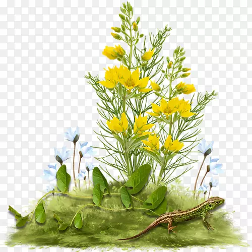 ������ƻ��������õ�廨-������