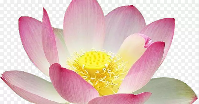 ��ʥ�ĺɻ�������pngͼƬPSDͼ��-�������-������