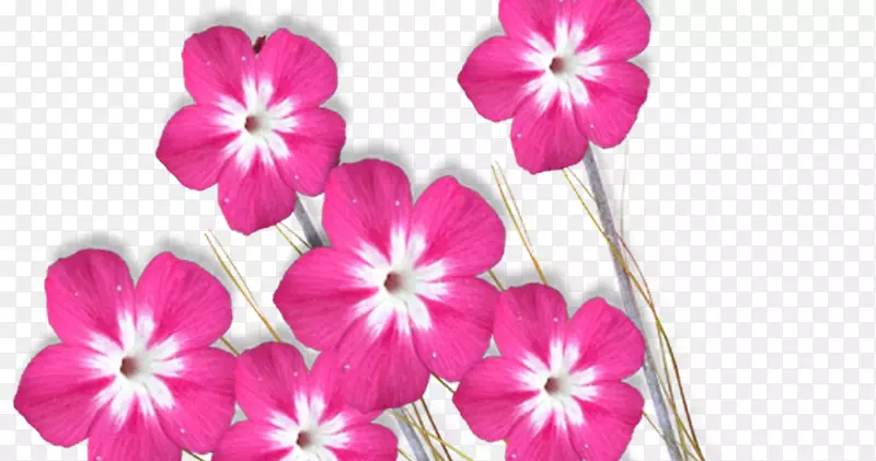 ��������pngͼƬ��PSD��adobe��Photoshop�������ֽ-������