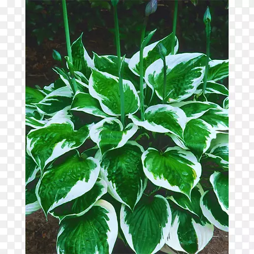 ��ǰ�ݣ��ٺϻ���������ֲ�����ֲ�԰�ֹ��Ͳ�-��Ӱ-������