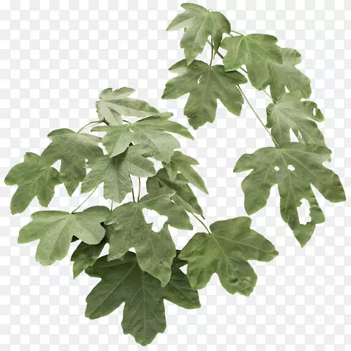 ũ���Ҷ���麣����-������