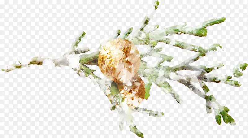 С֦����ֲ�ﾥ����������-������