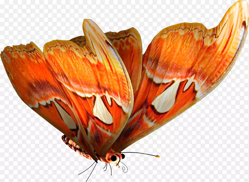 pngͼƬ��PSD��adobe��Photoshop��CorelDra-Mariposas-������