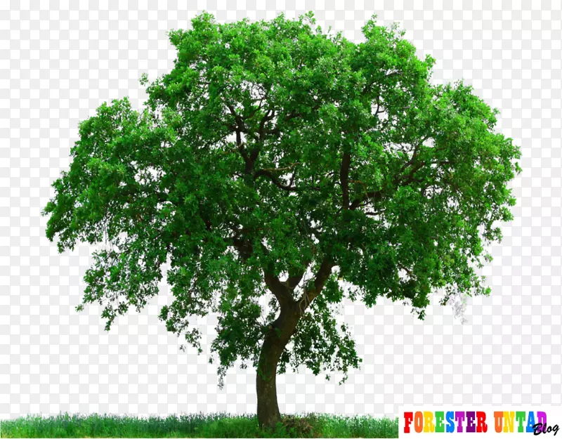 pngͼƬ��������PSD��ͼ����-������