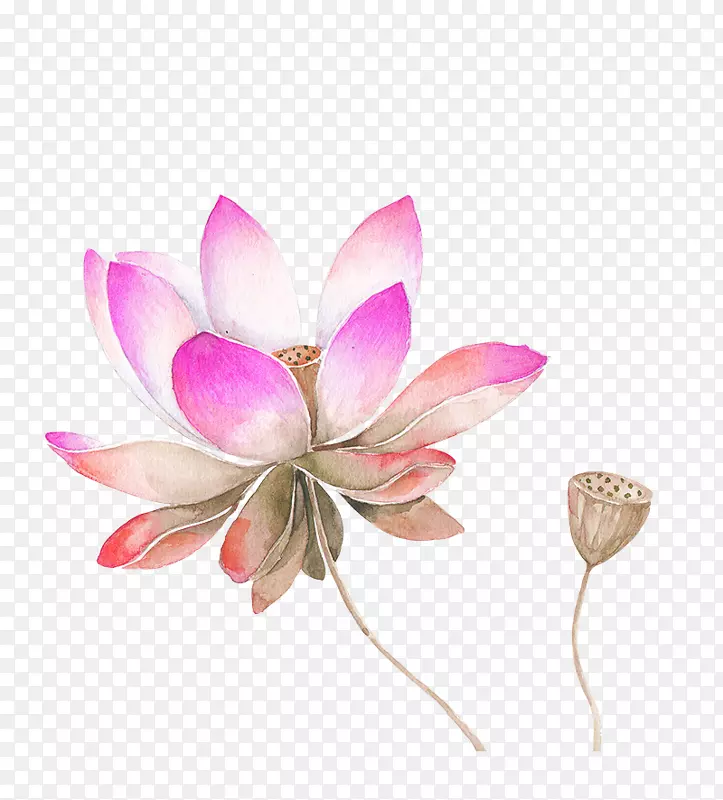 ����ˮ�ʻ�������ۺ�ɫˮ�ʻ�����ͼ��-������