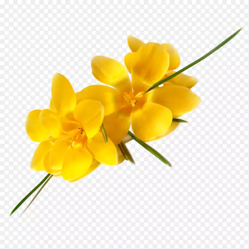 ��Ұ������-����-������