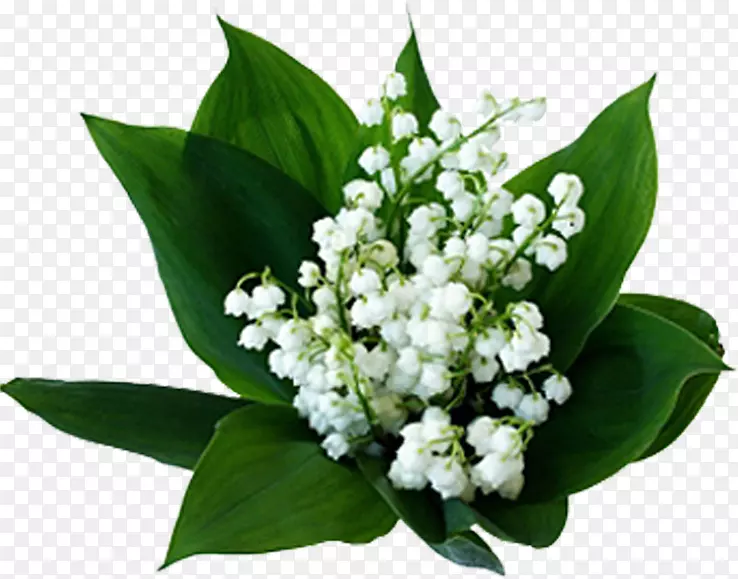 �ӹȰٺϿ���ֲ������ٺϻ�-������