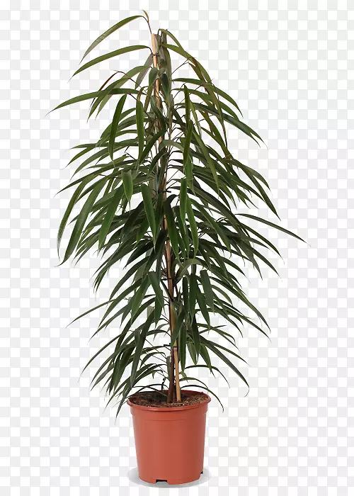 ���ơ����������ľ���޻�����-������