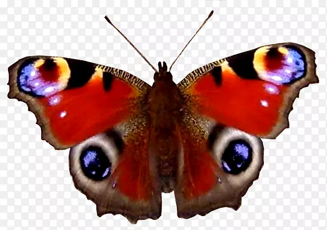 ������èͷӥ���ϻ���ë�������-������