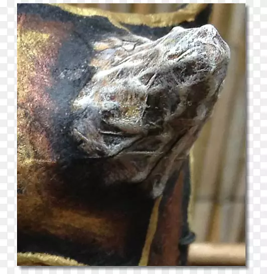 ���Ӷ���걾��Ӱ.�Ի�-������