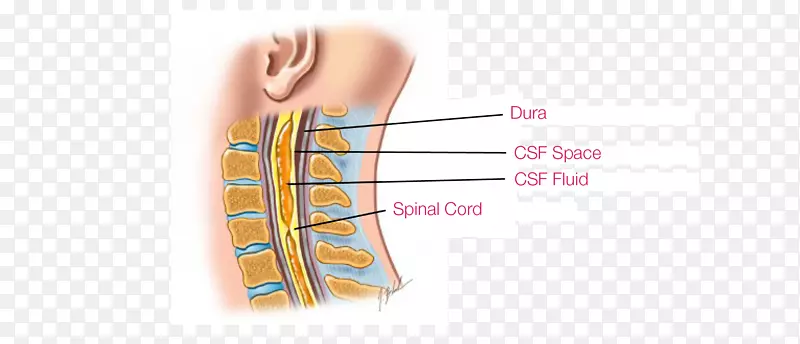 Ĵָ��Ʒ��Ƽ��輹�����-������