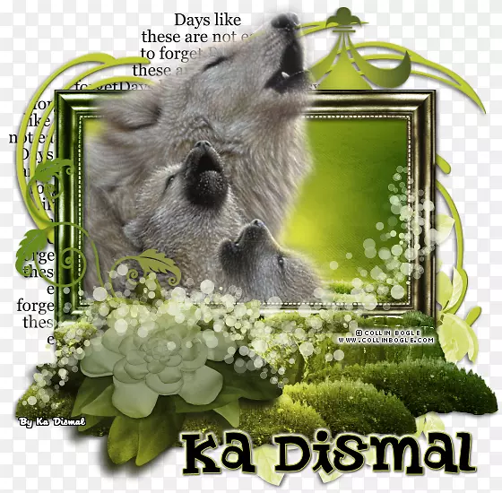 ��ϵͼƬCuadro�������-����-������