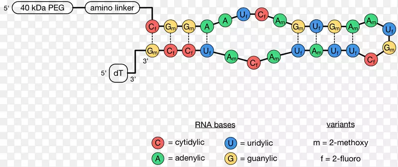 �����鱦����������-˫Ŀ-������