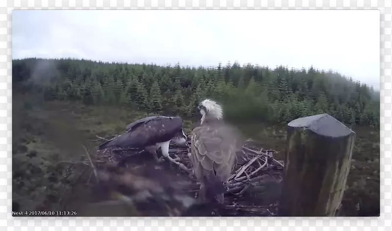 ��̬ϵͳʳ����-����-������