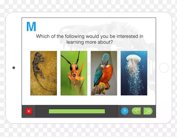 ��ý����Ƶ�л���Ʒ��Darwinius-�г�����-������