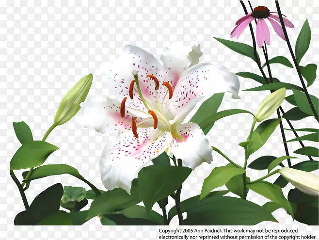 �ٺϻ���������-�ٺϻ�-������