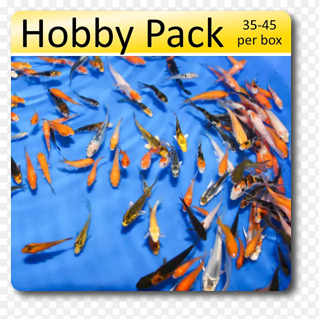 ���������Ż�ȯ�ۿۼ��������-����-������