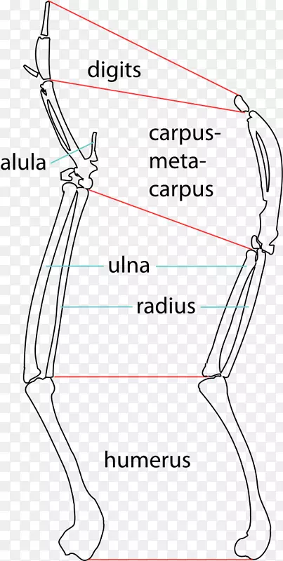 �����ibis Finger/m/02csf�ؽ�-��ͼ���-������