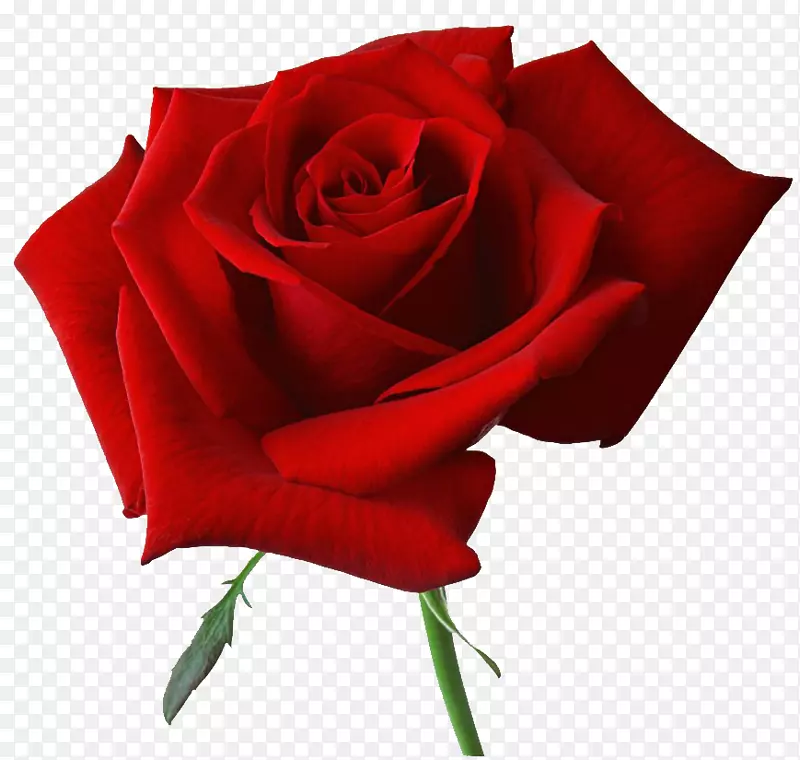 pngͼƬ��������õ�廨͸��-õ��-������