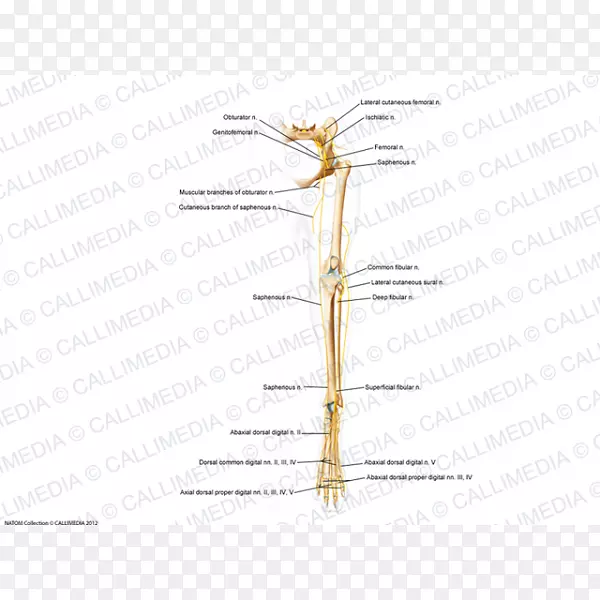 ����֦��ϵֲ�ﾥ��-����-������