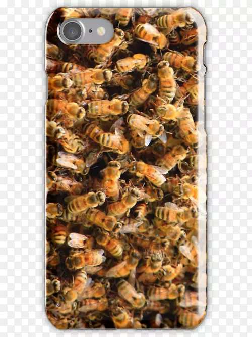 �۷�䳲-������