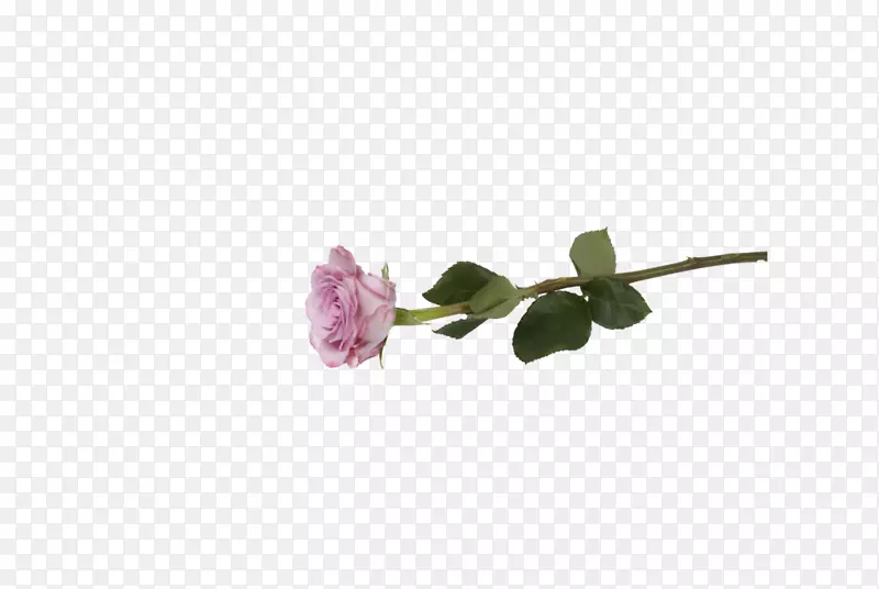 �����л�õ�忪��ֲ��-õ��ϵ-������