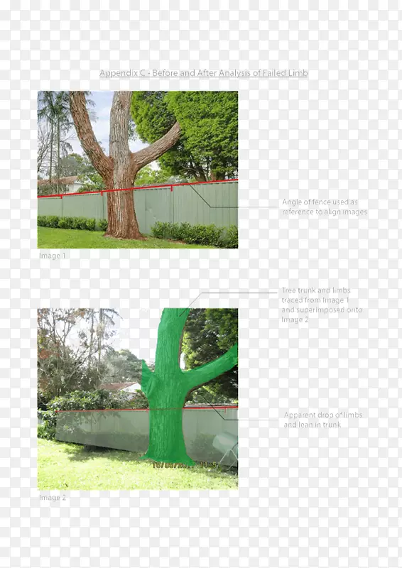 ��ƺ��Ʒ���ֲ�ﾥ��.���-������